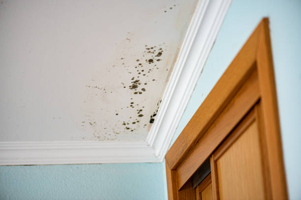 Best Residential Mold Remediation in Lawtey, FL